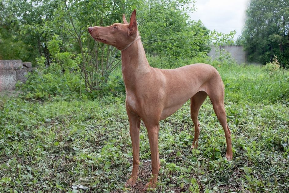 Pharaoh Hound Dog Standing Tall in Bush
