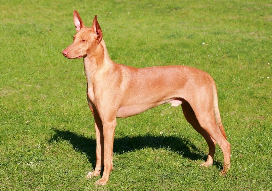 Pharaoh Hound Dog Standing in Profile