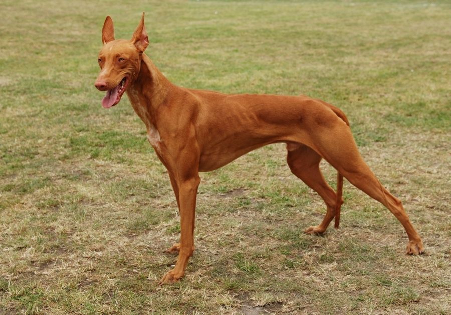 Pharaoh Hound Dog Standing on Grass