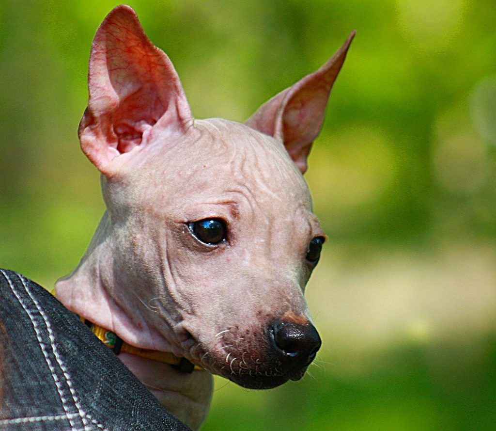 Pink American Hairless Terrier