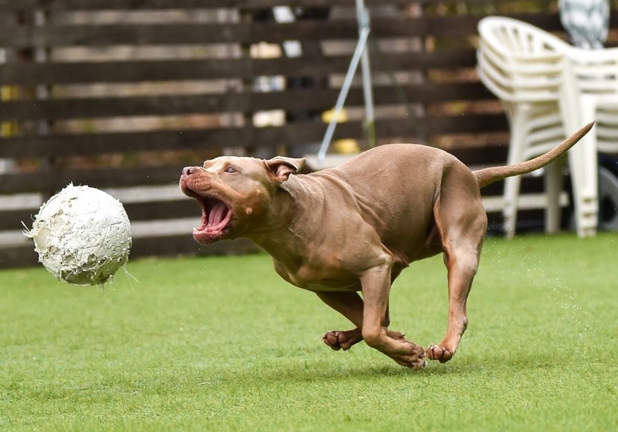 Pitbull Playing with Ball on Grass