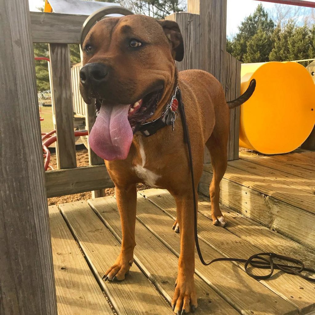 Pitbull Rhodesian Ridgeback Mix Dog at Park