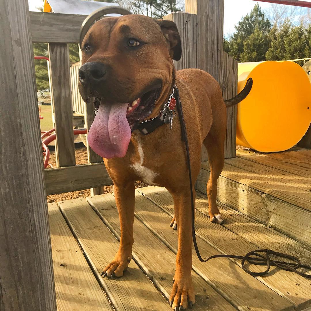 Rhodesian Ridgeback Pitbull Mix Guide With Pictures | Puplore