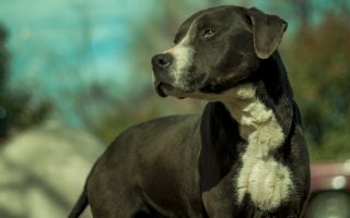 Pitweiler: Rottweiler Pitbull Mix Breed Guide