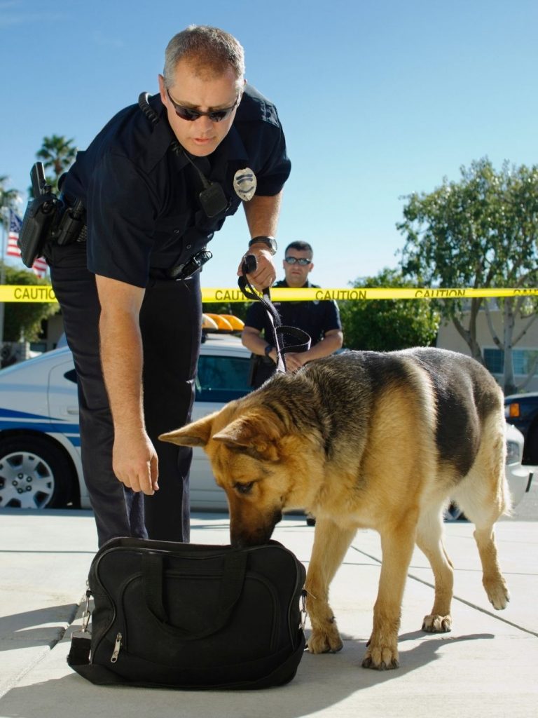 Police Dog Sniffing Suspected Bag