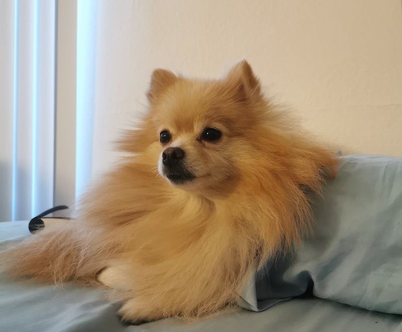 Pomchi Sitting on a Daybed