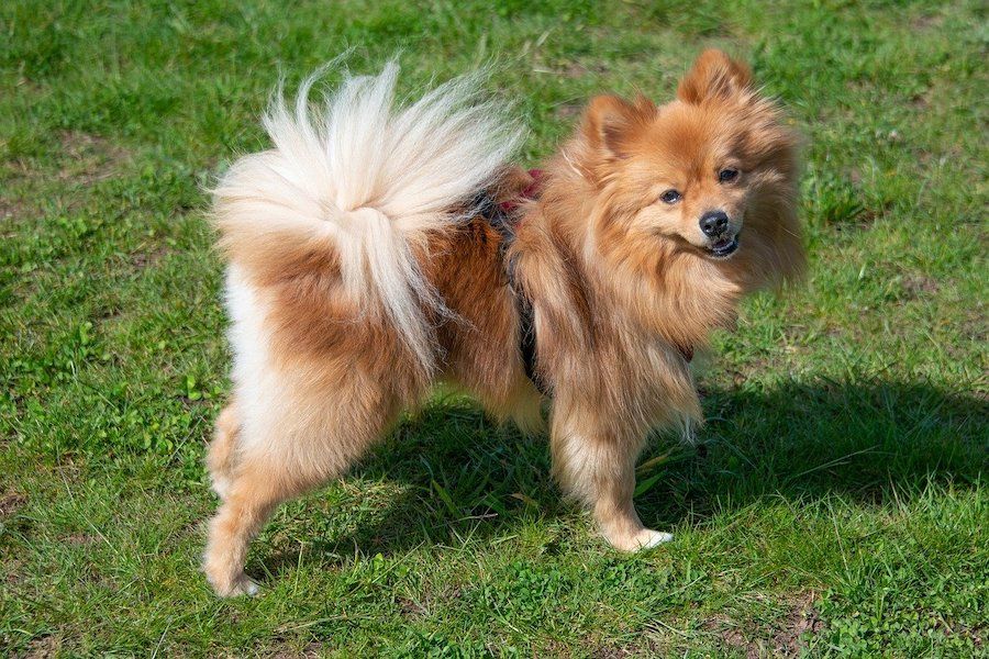 Dogs with Low Prey Drive – Pomeranian