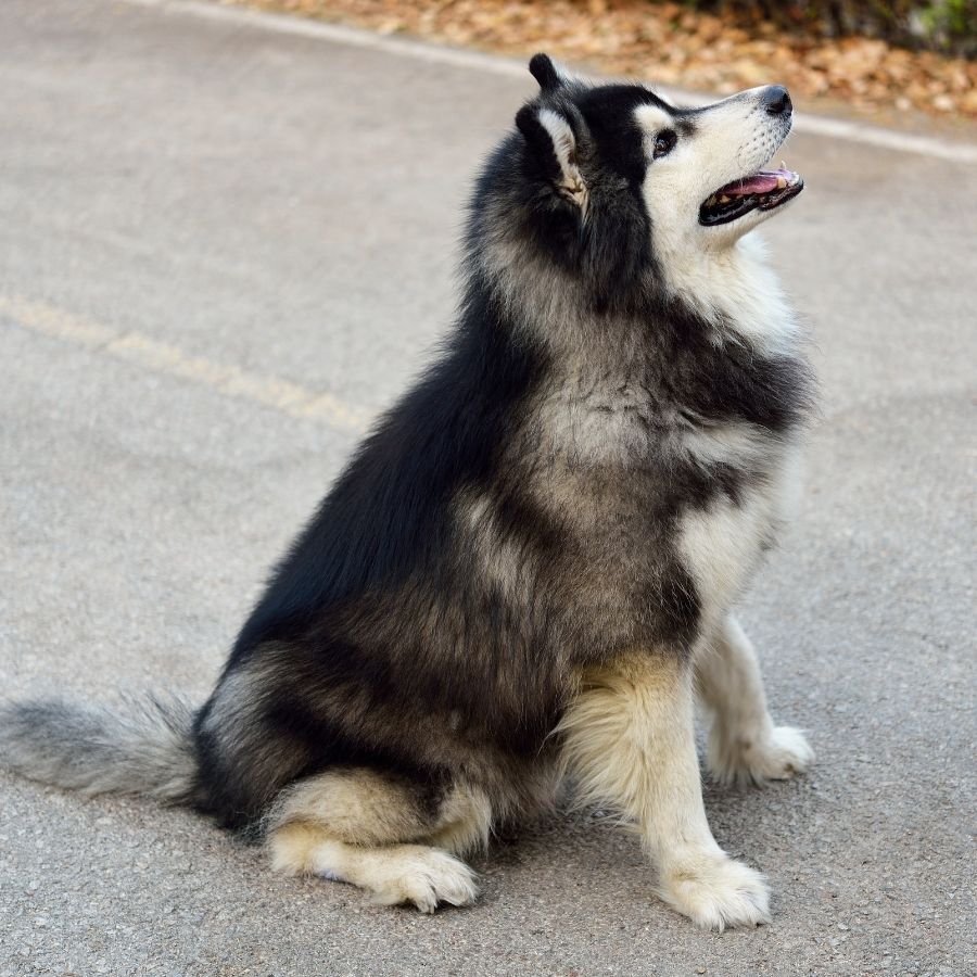 Pomsky Dog Sitting on Road Looking Up