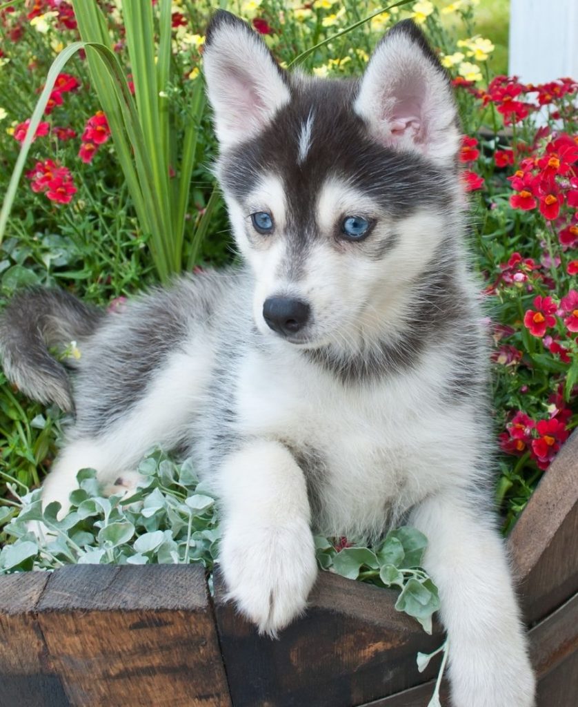 Pomsky - Pomeranian Husky Puppy Resting on Garden