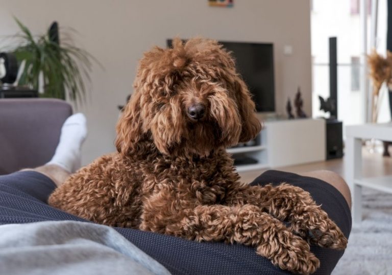 20 Velcro Dog Breeds That Are Super Clingy & Loyal Puplore