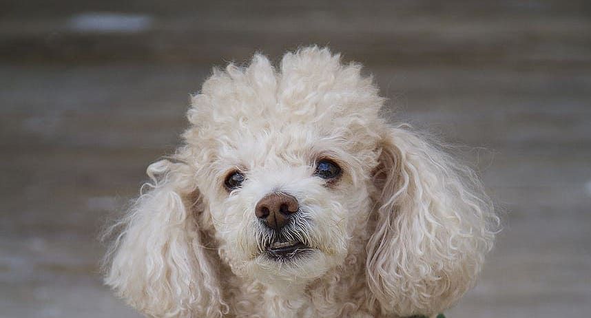 Poodle Dog with a Pink Nose