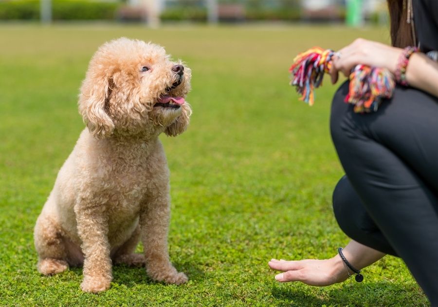 Poodle Pup Waiting for Command from Human