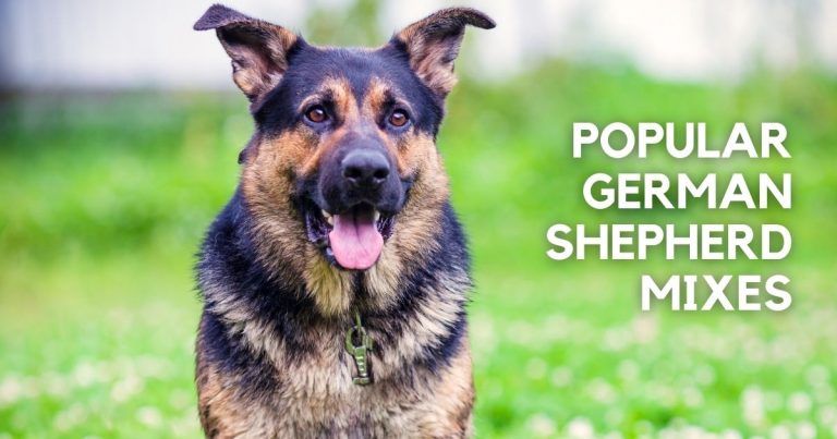30 Popular German Shepherd Mixes (w/ Pictures) | Puplore