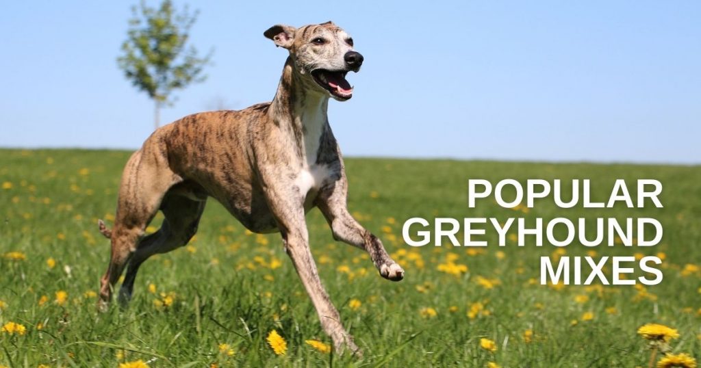 Popular Greyhound Mix Dog Breeds with Pictures (2)