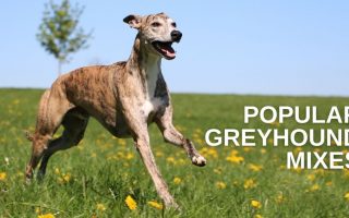 20 Popular Greyhound Mix Dog Breeds (w/ Pictures)