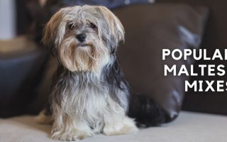 30 Maltese Mixes (Crossbreeds With Pictures)