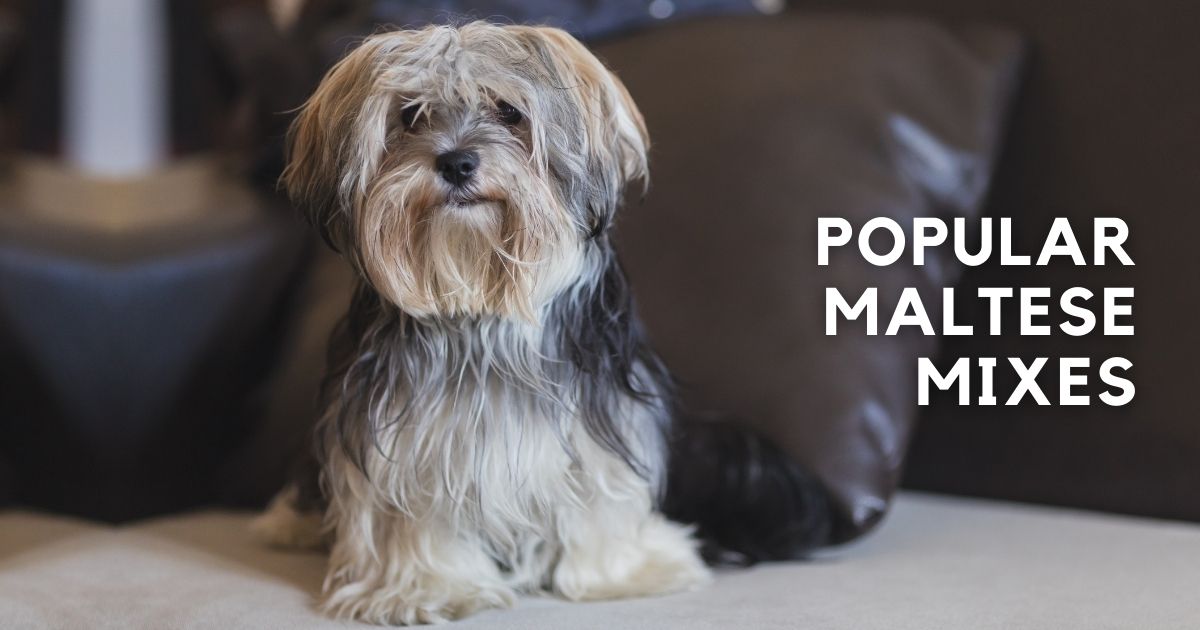 Popular Maltese Mixes (Crossbreeds With Pictures)