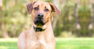 10 Popular Rhodesian Ridgeback Mixes (w/ Pictures) | Puplore