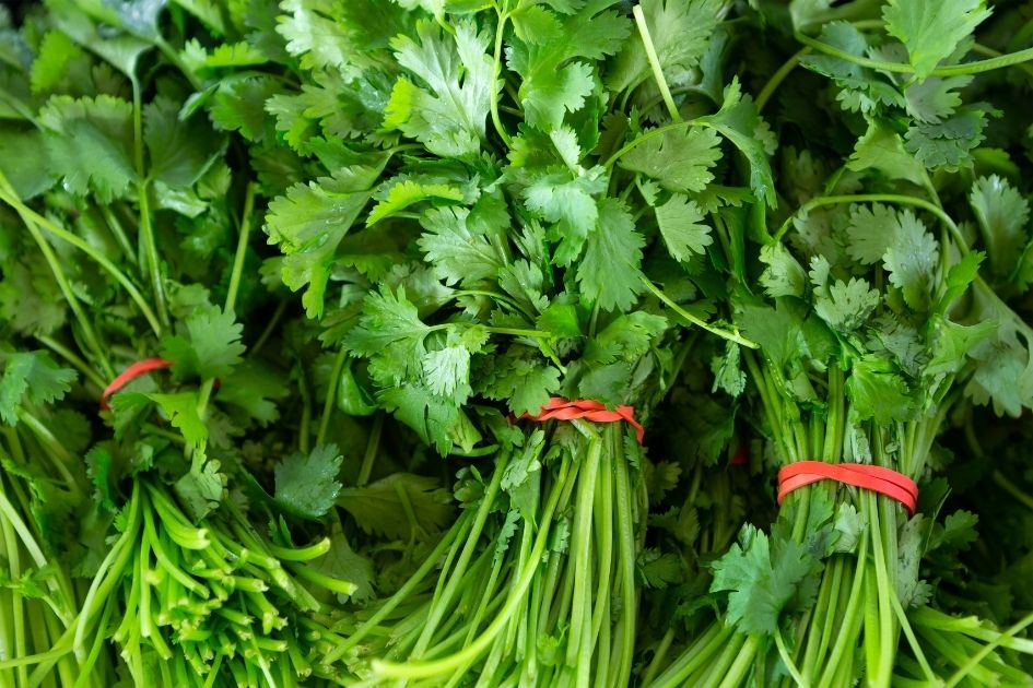 Portions of Cilantro Herbs Tied