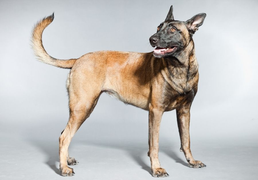 Portrait of Belgian Malinois Dog on Gray Background