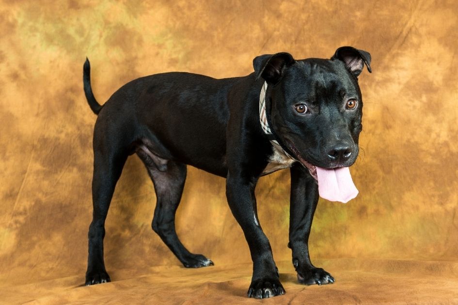 Portrait of Black Pitbull Pup with White Chest Standing