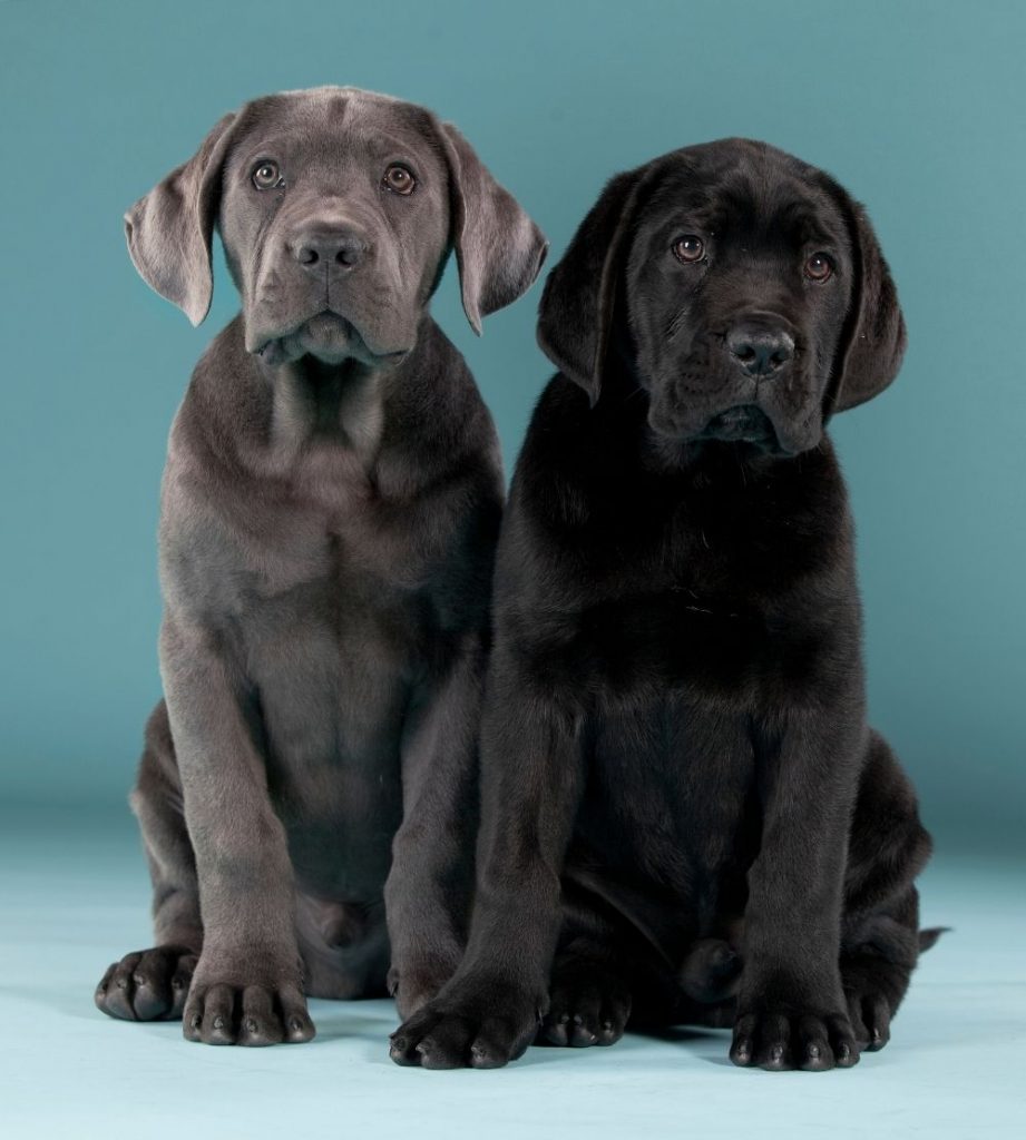 Portrait of Black and Grey Cane Corso Puppies Sitting