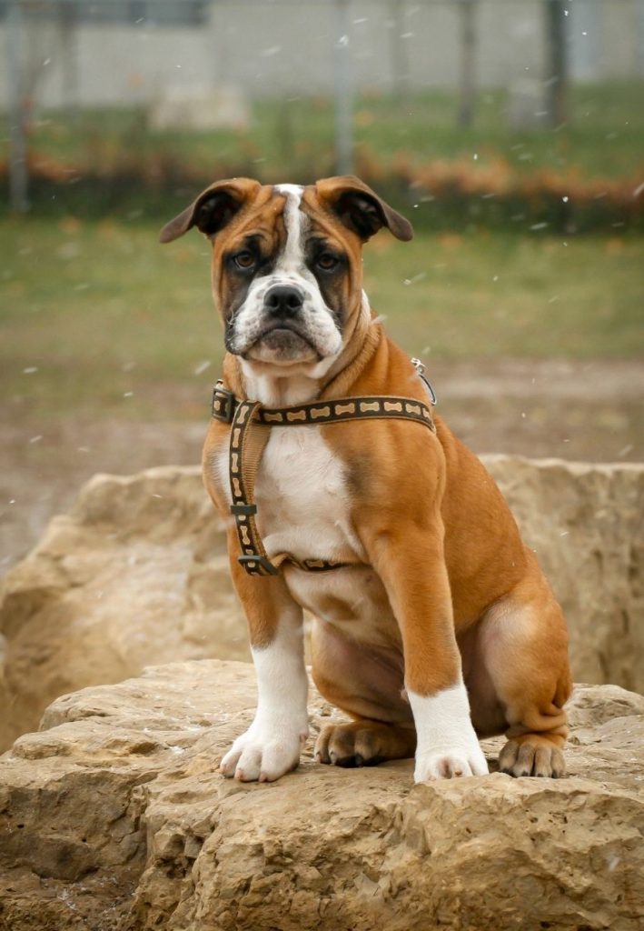 Portrait of Boxer Pup Sitting on Rock