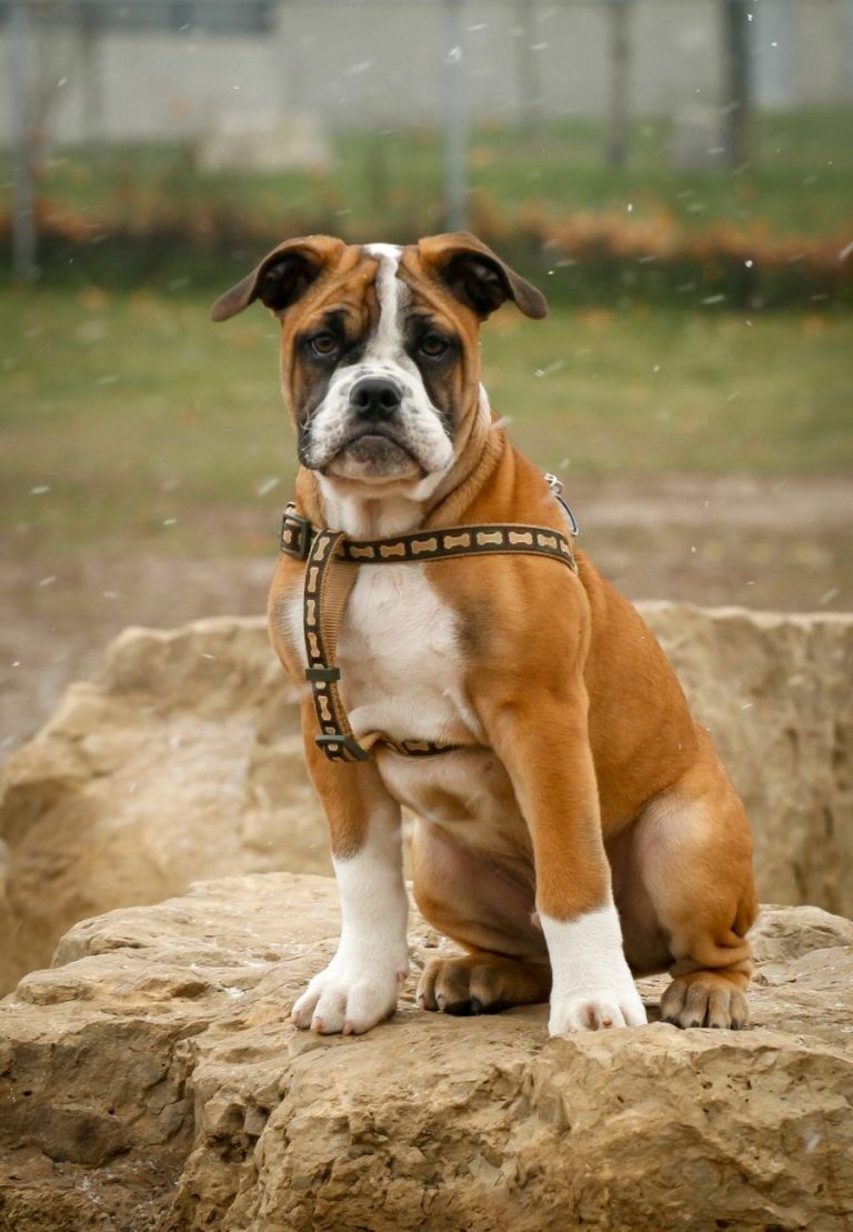 Boxer Price How Much Does A Boxer Puppy Cost? Puplore