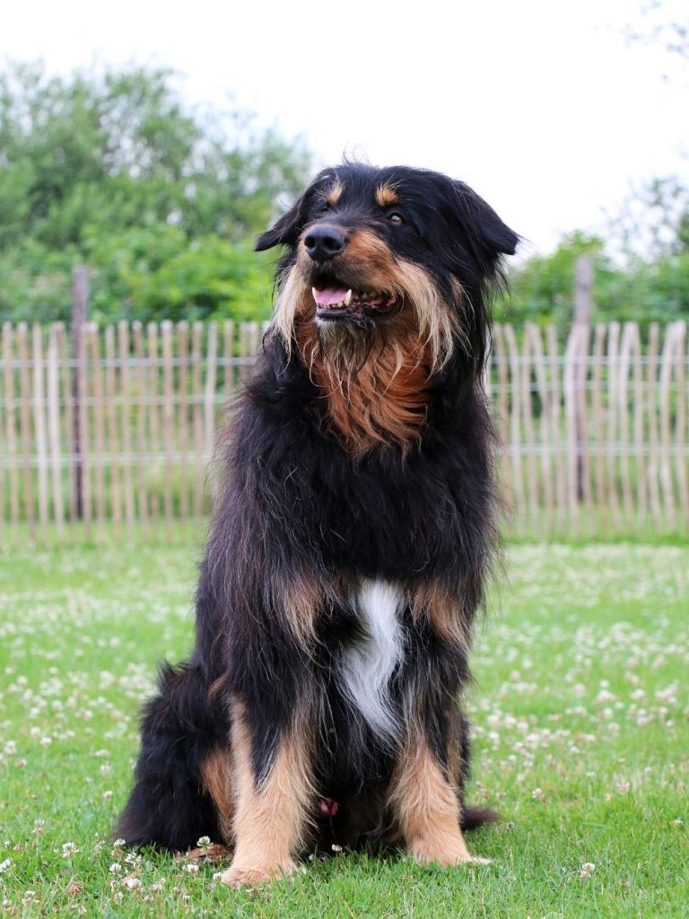 Portrait of Briard Dog Sitting on Grass