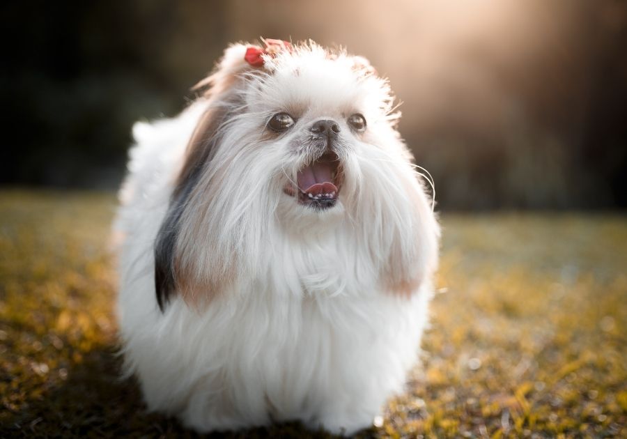 Portrait of Cute Lhasa Apso Dog Outdoor