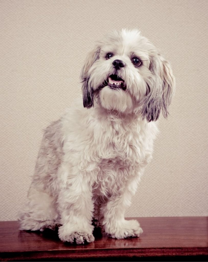 Portrait of Cute Lhasa Apso Dog Standing on Desk