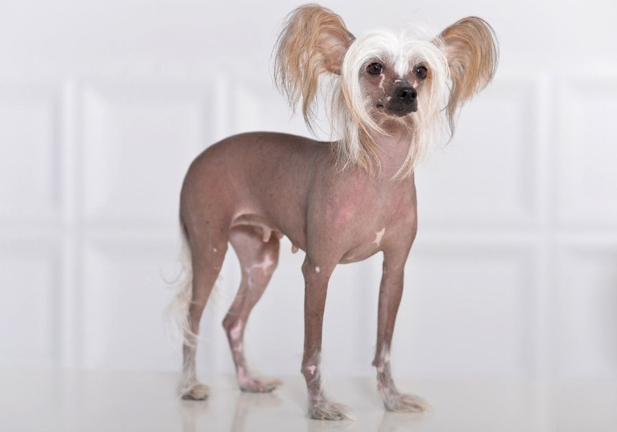 Portrait of Female Chinese Crested Dog Standing