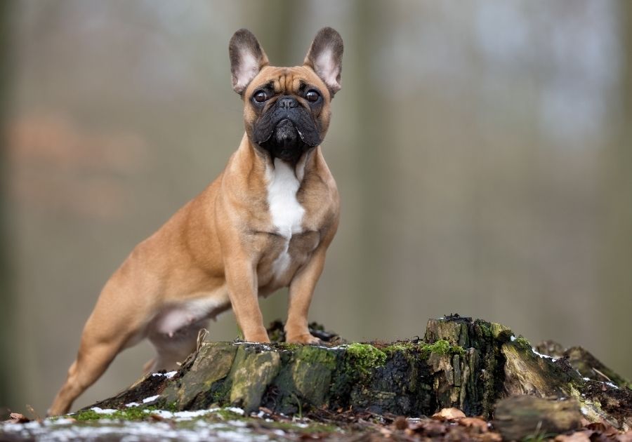 Portrait of Female French Bulldog Standing