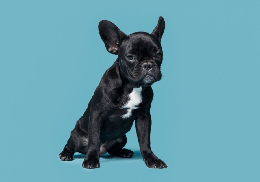 Portrait of French Bulldog Puppy on Blue Background