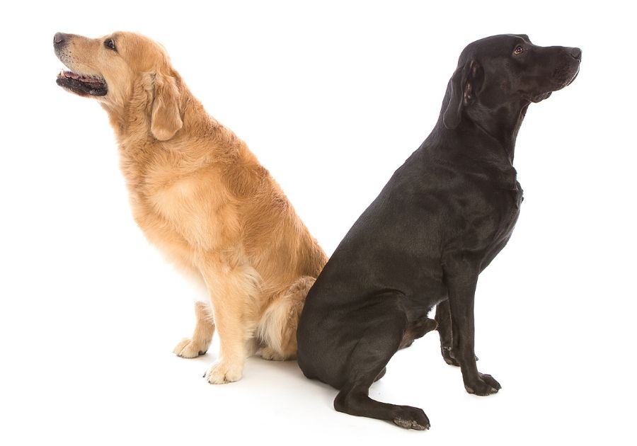 Portrait of Golden Retriever and Black Labrador (right) Sitting on White Background