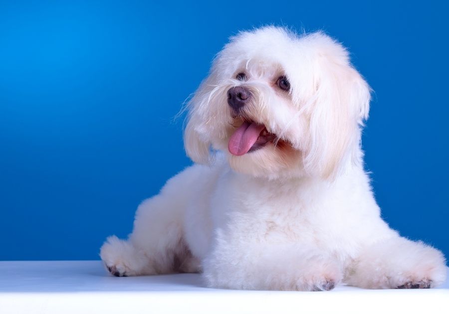 Portrait of Groomed Maltese Pup on Blue Background