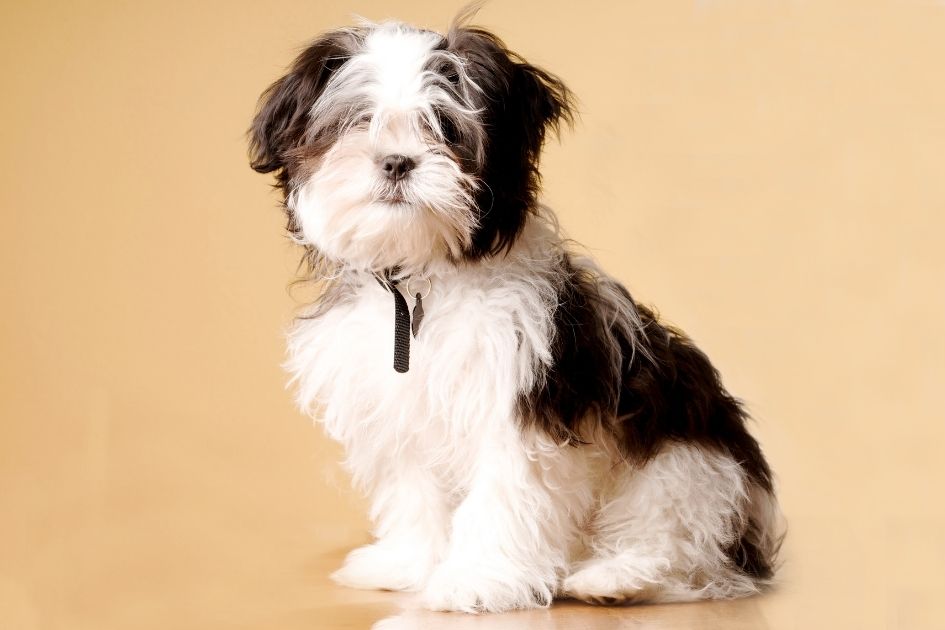 Portrait of Maltese Cavalier Mix Dog Sitting