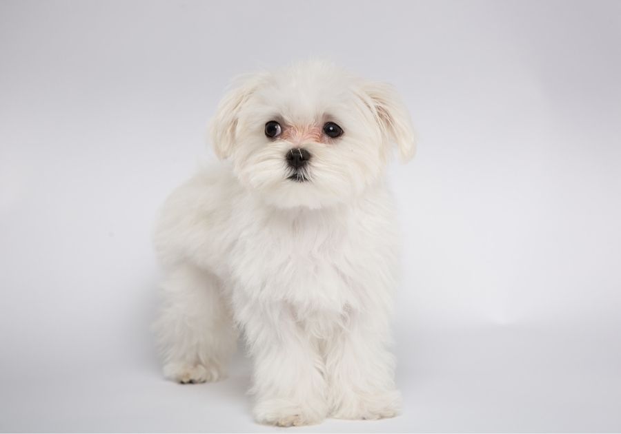 Portrait of Maltese Poodle Mix