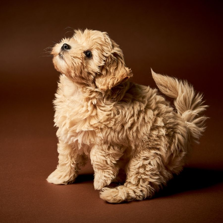 Portrait of Maltipoo Puppy on Brown Background