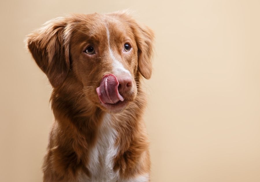 Portrait of Nova Scotia Duck Tolling Retriever Dog