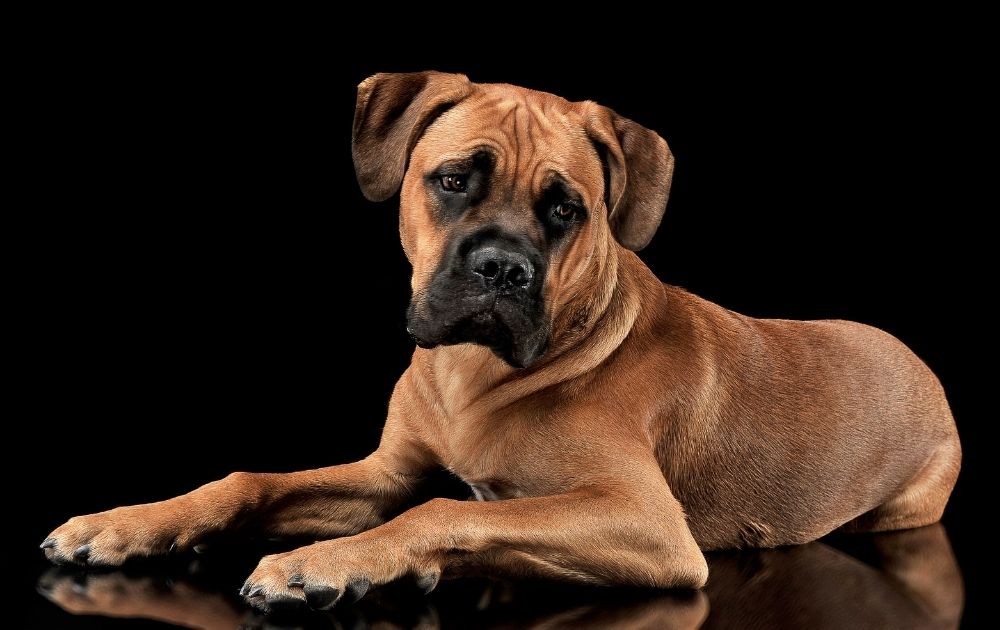 Portrait of Red Cane Corso Dog on Black Background