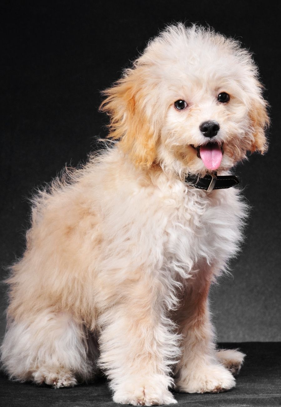 Cockapoo Full Grown Sizes Standard, Mini, Toy & Teacup Puplore