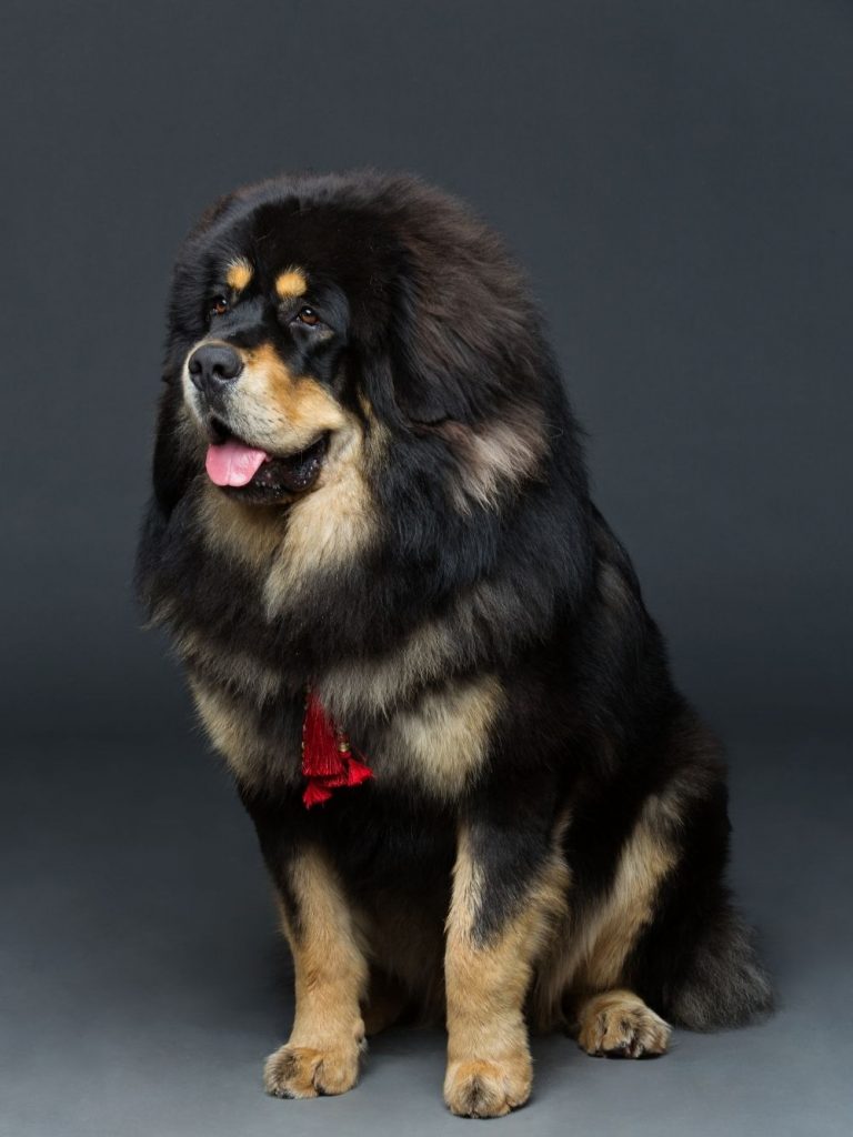 Portrait of Tibetan Mastiff