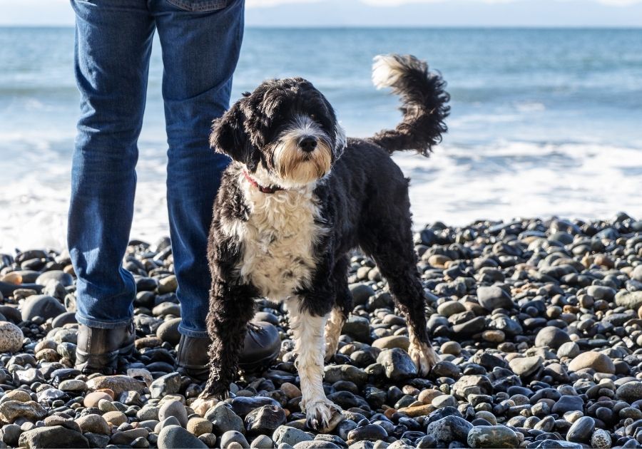 Portuguese Water Dog with Man Standing Beside Beach