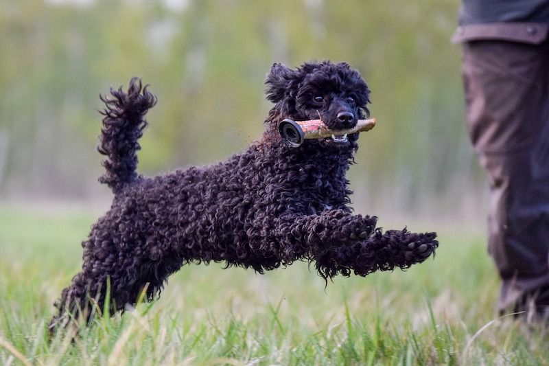 Rare and Exotic: Portuguese Water Dog