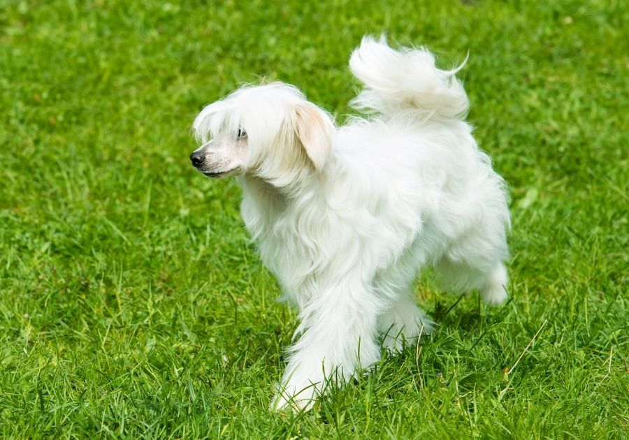 Powderpuff Chinese Crested Dog Walking on Grass