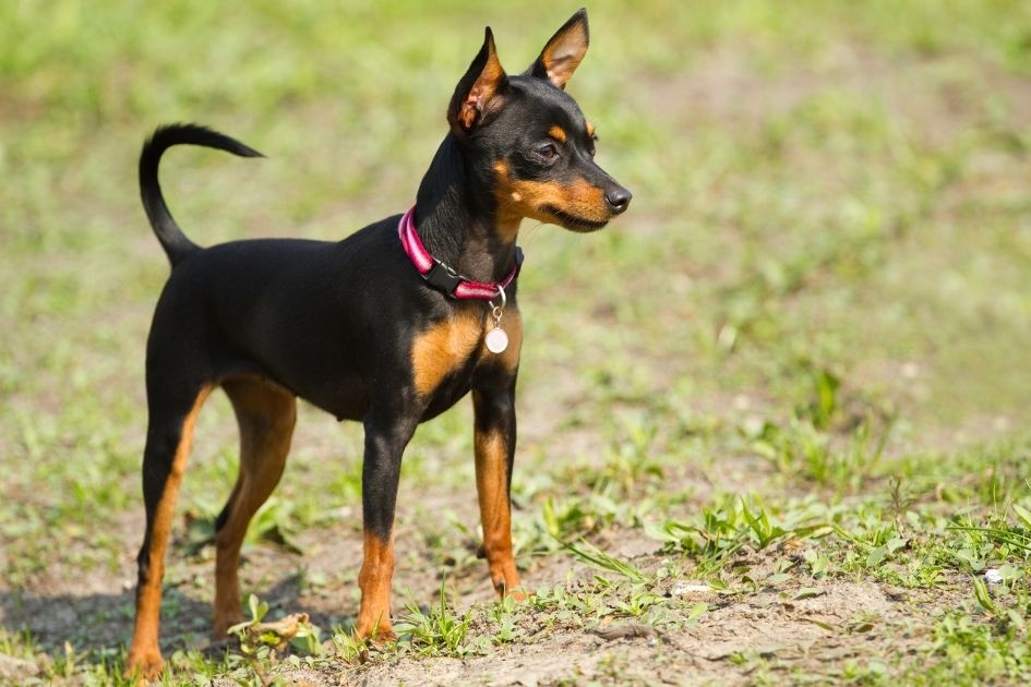 Prague Ratter Dog (Prazsky Krysarik) Standing on Grass Pointed