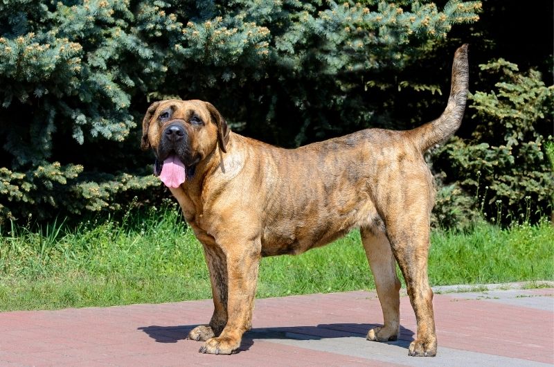 Perro De Presa Canario Dog Standing Sideways Looking Forward Panting