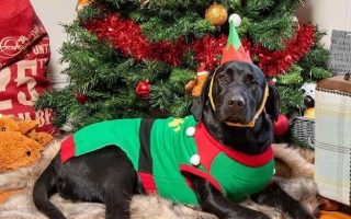 Cute Christmas Present Ideas For a Labrador owner