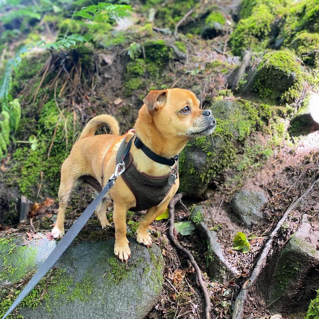 Pug Jack Russell Terrier Mix - Jug Dog Hiking